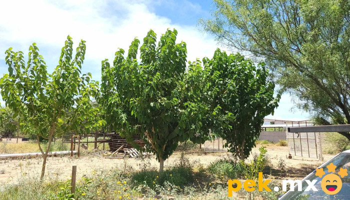 Granja Las 2d -  Fotos - Los Electricistas