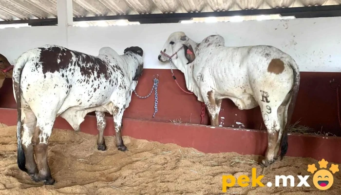 Instalaciones De La Expo Feria Luvianos -  Comentarios - Villa Luvianos