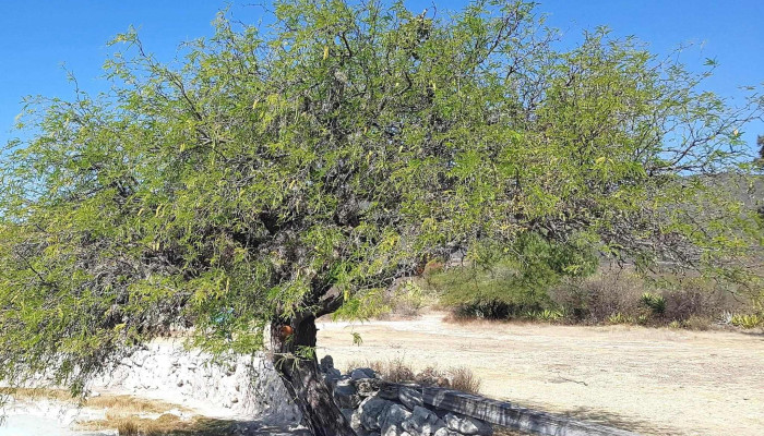Las Salinas -  Comentarios - Santiago Matatlán