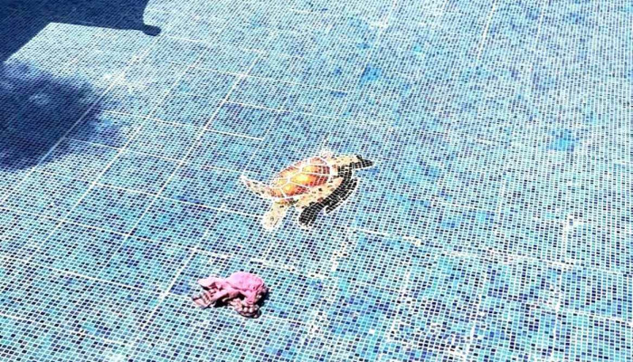 Mantenimiento Y Construccion Vg Piscina - Cuernavaca
