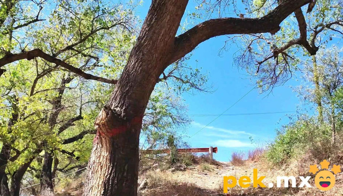 Planta de Agua Potable Japama - Nuevo San Miguel